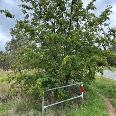 Prunus lusitanica (Portugese Laurel) at Watson, ACT - 14 Jan 2024 by cmobbs