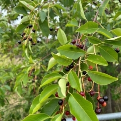 Prunus lusitanica at Watson, ACT - 14 Jan 2024 12:01 PM