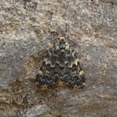Halone sinuata (Rock Lichen Moth) at Bicentennial Park - 14 Jan 2024 by Paul4K