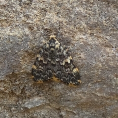 Halone sinuata at Bicentennial Park - 15 Jan 2024