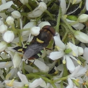 Odontomyia hunteri at QPRC LGA - 15 Jan 2024