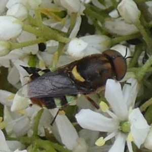 Odontomyia hunteri at QPRC LGA - 15 Jan 2024