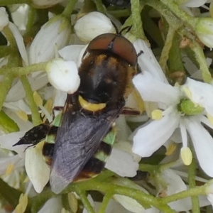 Odontomyia hunteri at QPRC LGA - 15 Jan 2024