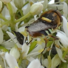 Odontomyia hunteri at QPRC LGA - 15 Jan 2024