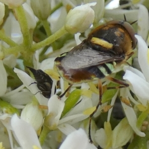 Odontomyia hunteri at QPRC LGA - 15 Jan 2024