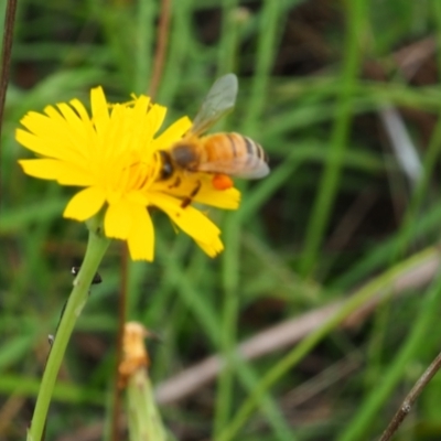 Apis mellifera (European honey bee) at Griffith Woodland - 14 Jan 2024 by JodieR