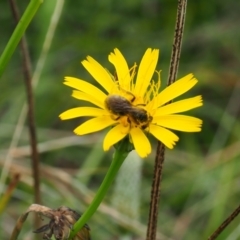 Lasioglossum (Chilalictus) sp. (genus & subgenus) (Halictid bee) at Griffith, ACT - 14 Jan 2024 by JodieR