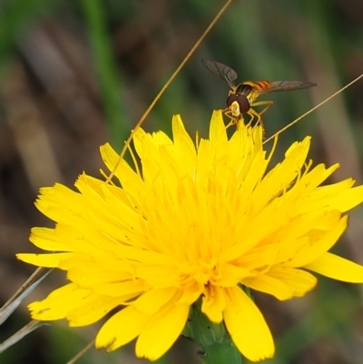 Sphaerophoria sp. (genus) (A hoverfly) at Griffith Woodland - 14 Jan 2024 by JodieR