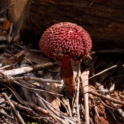 Unidentified Fungus at Morton National Park - 11 Jan 2024 by Aussiegall