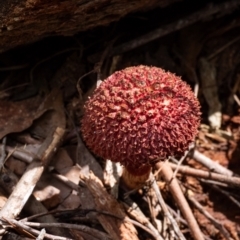 Boletellus sp. at Wingecarribee Local Government Area - 12 Jan 2024 10:57 AM