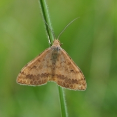 Scopula rubraria (Reddish Wave, Plantain Moth) at Griffith Woodland - 14 Jan 2024 by JodieR