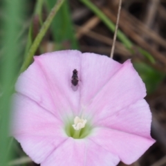 Calyptrate (subsection) (Unidentified house-flies, blow-flies and their allies) at Griffith Woodland (GRW) - 14 Jan 2024 by JodieR