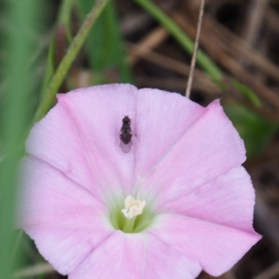 Calyptrate (subsection) (Unidentified house-flies, blow-flies and their allies) at Griffith Woodland (GRW) - 14 Jan 2024 by JodieR