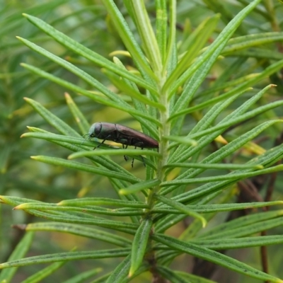 Melobasis sp. (genus) (Unidentified Melobasis jewel Beetle) at Griffith Woodland (GRW) - 14 Jan 2024 by JodieR