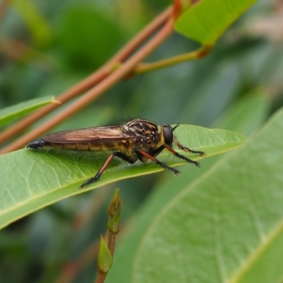 Zosteria rosevillensis (A robber fly) at Griffith, ACT - 14 Jan 2024 by JodieR