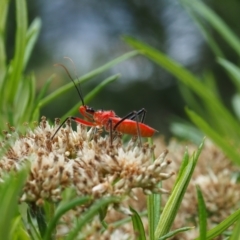 Gminatus australis (Orange assassin bug) at Griffith, ACT - 14 Jan 2024 by JodieR