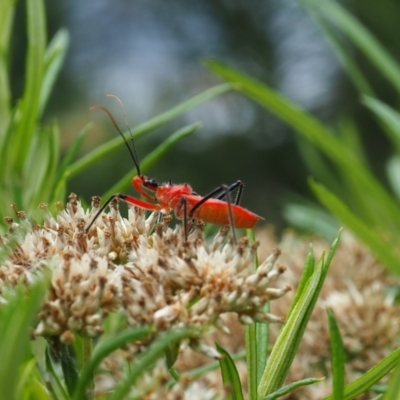 Gminatus australis (Orange assassin bug) at Griffith Woodland (GRW) - 14 Jan 2024 by JodieR