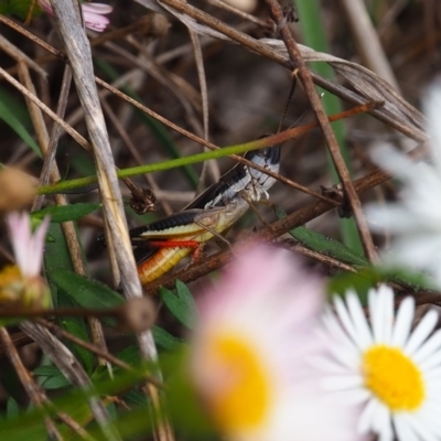 Macrotona australis (Common Macrotona Grasshopper) at Griffith Woodland - 14 Jan 2024 by JodieR