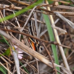 Macrotona australis at Griffith Woodland (GRW) - 14 Jan 2024 12:47 PM