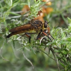 Zosteria rosevillensis (A robber fly) at Griffith, ACT - 14 Jan 2024 by JodieR