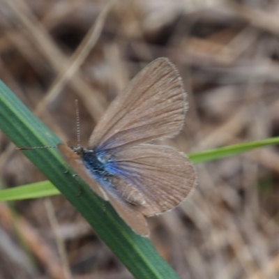 Zizina otis (Common Grass-Blue) at Griffith Woodland - 14 Jan 2024 by JodieR