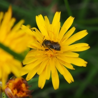 Lasioglossum (Chilalictus) sp. (genus & subgenus) (Halictid bee) at Griffith Woodland - 14 Jan 2024 by JodieR