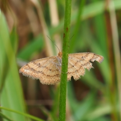 Scopula rubraria (Reddish Wave, Plantain Moth) at Griffith Woodland - 14 Jan 2024 by JodieR