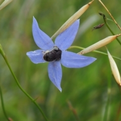 Apiformes (informal group) (Unidentified bee) at Griffith Woodland - 14 Jan 2024 by JodieR