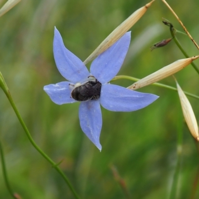 Apiformes (informal group) (Unidentified bee) at Griffith Woodland - 14 Jan 2024 by JodieR