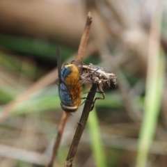 Calliphora augur (Lesser brown or Blue-bodied blowfly) at Griffith Woodland - 14 Jan 2024 by JodieR