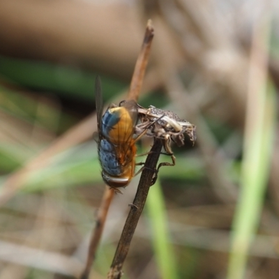 Calliphora augur (Lesser brown or Blue-bodied blowfly) at Griffith Woodland (GRW) - 14 Jan 2024 by JodieR