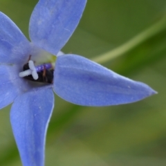 Apiformes (informal group) (Unidentified bee) at Griffith, ACT - 14 Jan 2024 by JodieR