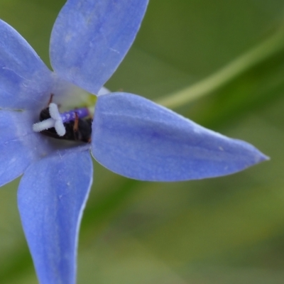 Apiformes (informal group) (Unidentified bee) at Griffith Woodland (GRW) - 14 Jan 2024 by JodieR