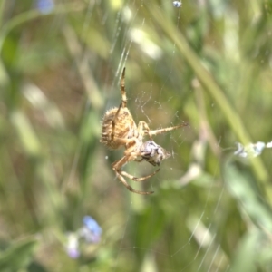 Araneinae (subfamily) at Lyons, ACT - 11 Dec 2021 11:30 AM