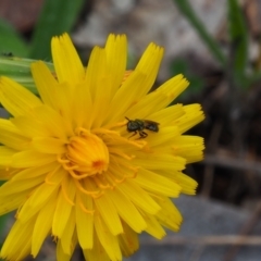 Lasioglossum (Homalictus) sp. (genus & subgenus) (Furrow Bee) at Griffith, ACT - 14 Jan 2024 by JodieR
