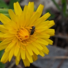 Lasioglossum (Homalictus) sp. (genus & subgenus) at Griffith Woodland (GRW) - 14 Jan 2024 01:05 PM