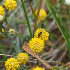 Mordella sp. (genus) at Griffith Woodland (GRW) - 14 Jan 2024