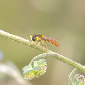 Sphaerophoria macrogaster at Lyons, ACT - 12 Dec 2021 11:32 AM