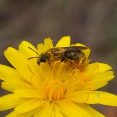 Apiformes (informal group) (Unidentified bee) at Griffith Woodland (GRW) - 14 Jan 2024 by JodieR