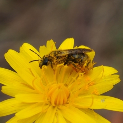 Apiformes (informal group) (Unidentified bee) at Griffith, ACT - 14 Jan 2024 by JodieR