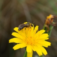 Lasioglossum (Chilalictus) sp. (genus & subgenus) (Halictid bee) at Griffith, ACT - 14 Jan 2024 by JodieR