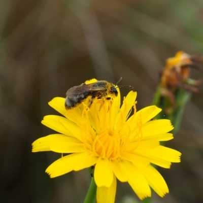 Lasioglossum (Chilalictus) sp. (genus & subgenus) (Halictid bee) at Griffith, ACT - 14 Jan 2024 by JodieR