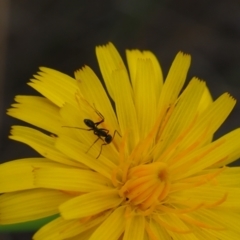 Iridomyrmex sp. (genus) (Ant) at Griffith, ACT - 14 Jan 2024 by JodieR