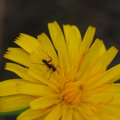 Iridomyrmex sp. (genus) (Ant) at Griffith Woodland (GRW) - 14 Jan 2024 by JodieR