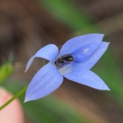 Apiformes (informal group) (Unidentified bee) at Griffith Woodland (GRW) - 14 Jan 2024 by JodieR