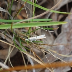 Culladia cuneiferellus (Crambinae moth) at Griffith Woodland (GRW) - 14 Jan 2024 by JodieR