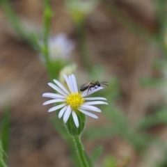 Apiformes (informal group) (Unidentified bee) at Griffith Woodland (GRW) - 14 Jan 2024 by JodieR