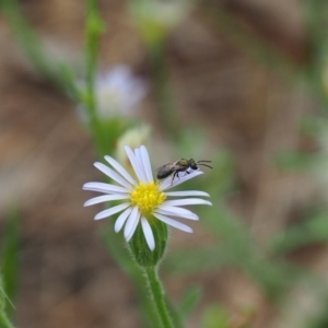 Apiformes (informal group) at Griffith Woodland (GRW) - 14 Jan 2024