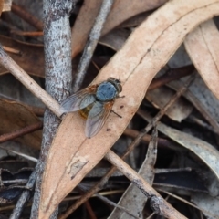 Calliphora stygia (Brown blowfly or Brown bomber) at Griffith, ACT - 14 Jan 2024 by JodieR