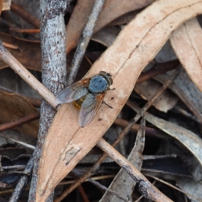 Calliphora stygia (Brown blowfly or Brown bomber) at Griffith Woodland (GRW) - 14 Jan 2024 by JodieR